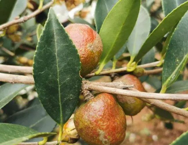 茶油树品种（茶油树品种介绍）