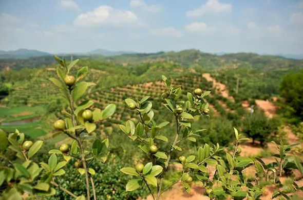 茶油种植的地区